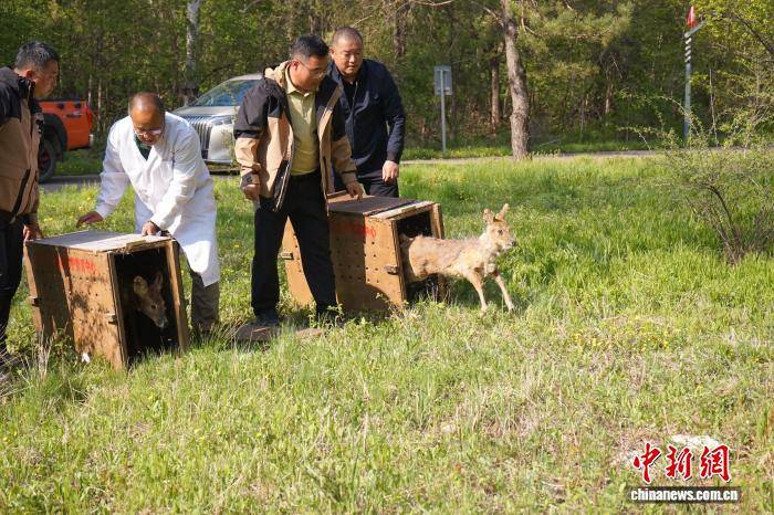 吉林放归两只獐 北斗护航追踪生存状态